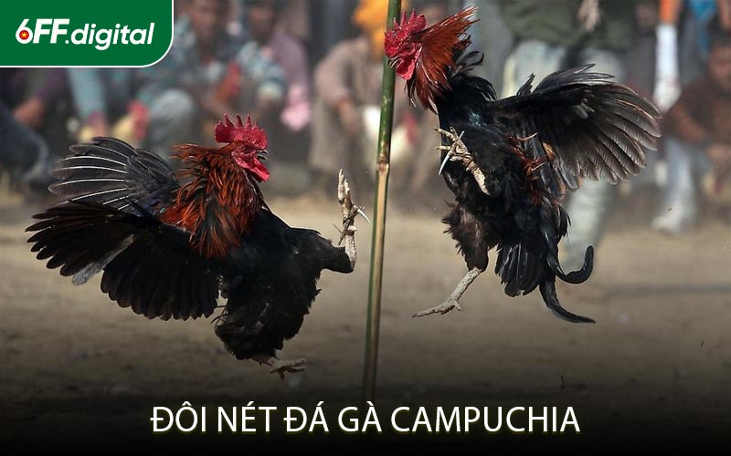 Đôi Nét Đá Gà Campuchia