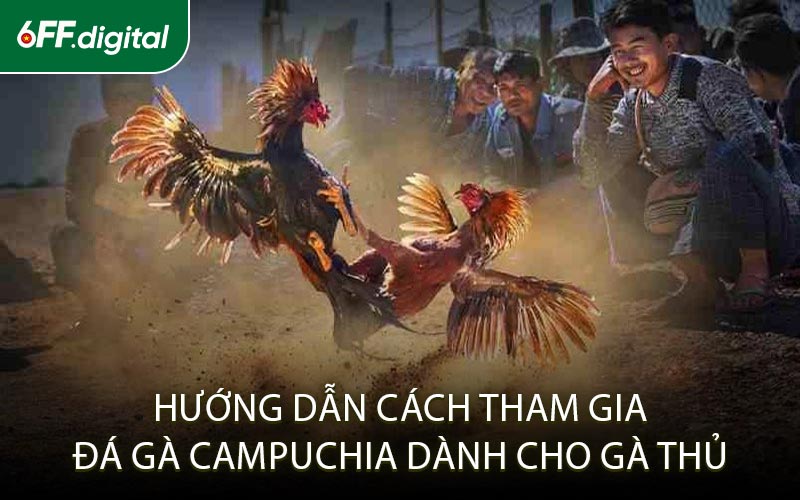Hướng Dẫn Cách Tham Gia Đá Gà Campuchia Dành Cho Gà Thủ