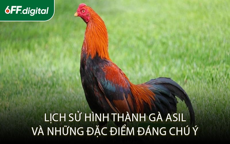 Lịch Sử Hình Thành Gà Asil Và Những Đặc Điểm Đáng Chú Ý