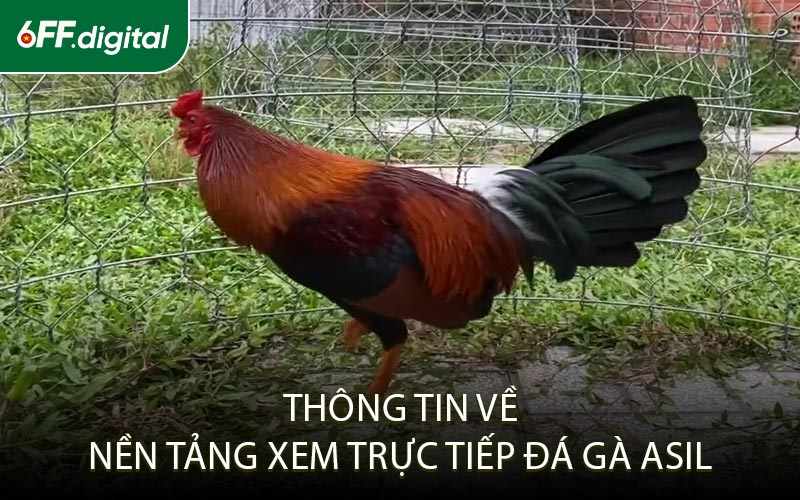 Thông Tin Về Nền Tảng Xem Trực Tiếp Đá Gà Asil