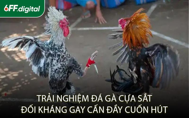 Trải Nghiệm Đá Gà Cựa Sắt Đối Kháng Gay Cấn Đầy Cuốn Hút