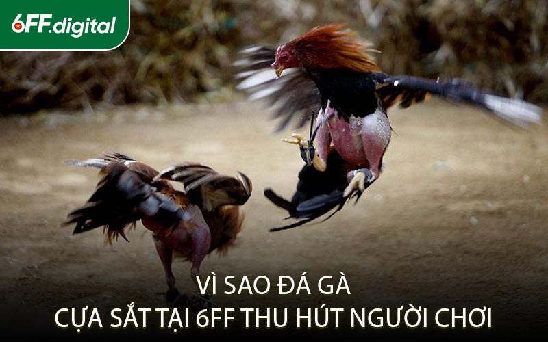 Vì Sao Đá Gà Cựa Sắt Tại 6FF Thu Hút Người Chơi